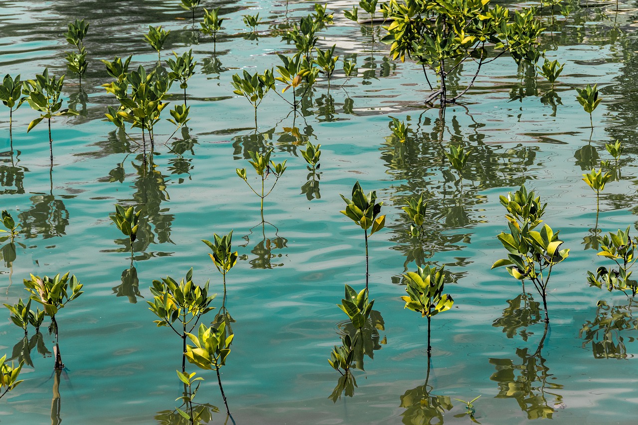 What Role Do Mangrove Forests Play in Marine Biodiversity?